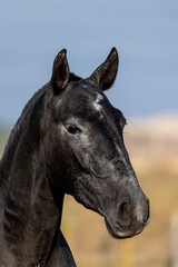 white horse portrait