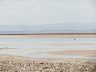 flamingos in the water, Laguna Chaxa, Laguna machuca, Atacama