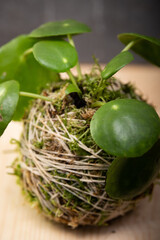 Kokedama collection on dark background – artistic botanical composition with ornamental plants and cacti