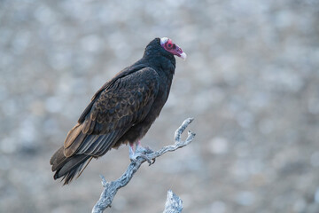 Turkey Vulture, perched, Peninsula Valdes, Patagonia Argentina.
