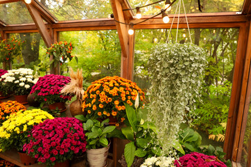 Colorful display of flowers in a bright greenhouse during autumn season