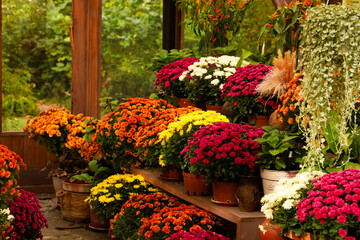 Colorful flower display in a greenhouse with blooms of various hues and lively foliage
