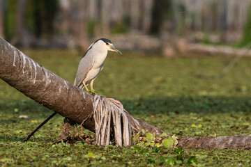 Black crowned Night Heron, Nycticorax nycticorax, Bañado La Estrella, Formosa Province, Argentina
