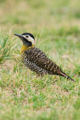 Green barred Woodpecker in forest environment,  La Pampa province, Patagonia, Argentina.
