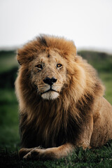 Fototapeta premium portrait of a male lion