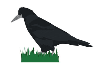 Vector illustration of a rook bird in profile standing on green grass, black plumage isolated on white background