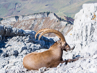 Alpine Ibex Resting on Rocky Cliff in the Aravis Mountains