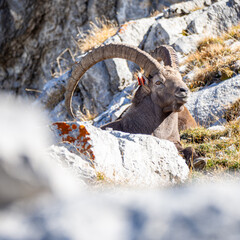Wild Alpine Ibex Resting Among Rocks in the French Alps