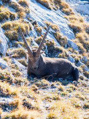 Alpine Ibex Resting on Sunny Rock Slope in the French Alps