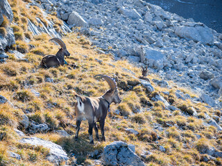 Alpine Ibex Resting on Rocky Slope near Pointe Percée in French Alps