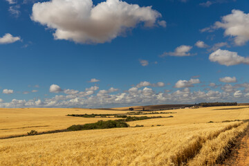 wheat field and blue sky
