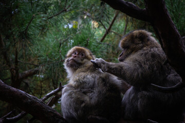 Singe dans la for&ecirc;t &ndash; portrait naturel et sauvage