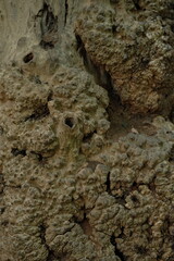 tree bark texture