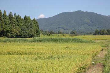 田舎の田んぼ