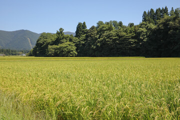 収穫間近の田んぼ