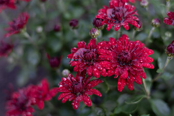 Raindrops on burgundy chrysanthemum bush, close-up