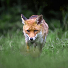 A close up portrait of a red fox, vulpes vulpes, as it prowls and looking at the camera A natural out of focus background provides space for text copy