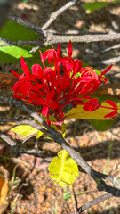 Close-up of Ixora inflorescence, featuring a dense cluster of vibrant red flowers. Contrast is provided by large light-green leaves and a brown branch in the foreground. Bokeh background.