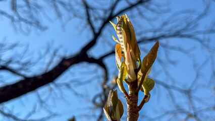Close-up of a compact inflorescence with multiple vibrant yellow flowers. The cluster is surrounded by dark green leaves. The background is a bokeh of green and brown tones in natural light.