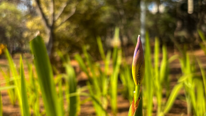 Vertical close-up of a purple lilac False Iris flower bud, surrounded by bright green leaves. The bokeh background features earth tones and blurred vegetation, highlighting the pending bloom.