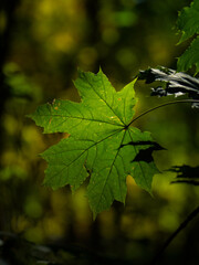beautiful autumn atmosphere in a forest or park
all the colors of autumn, especially yellow