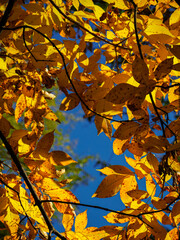 yellow autumn leaves on a tree and blue sky in the background