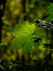 green leaf in the sun, ideal photo for computer background