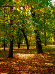 beautiful autumn atmosphere in a forest or park
all the colors of autumn, especially yellow