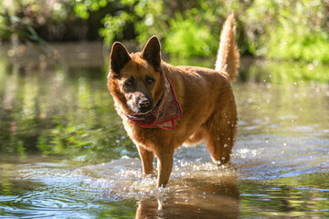 German Shepherd mix dog standing in shallow water on a sunny summer day with colorful bandana