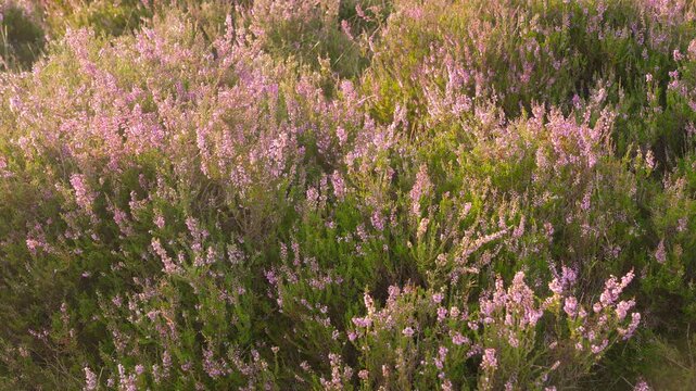 Heather blooming in a field at sunset, soft purple colors. Semi close-up, panorama