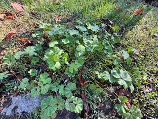Close-up view of Malva neglecta (common mallow) plant growing on grass in natural sunlight, showing its rounded lobed leaves and creeping growth form. A common wild herb found in urban garden.