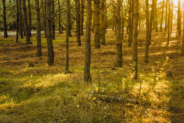 Forest sunset