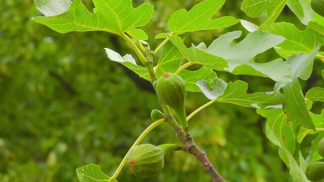 A close-up shot of a fig tree branch with unripe green figs and leaves. A gentle summer wind sways the branch, creating a calm and relaxing natural scene. Perfect for nature-themed projects