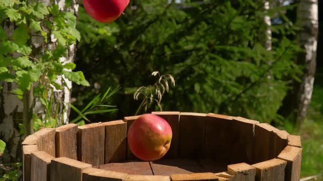 Ripe delicious red apples are falling into the wooden barell outdoors . High quality 4k footage