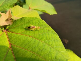 秋の虫