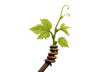 Young plant sprouting from creative wooden spiral, symbolizing support, growth, and new life on transparent background