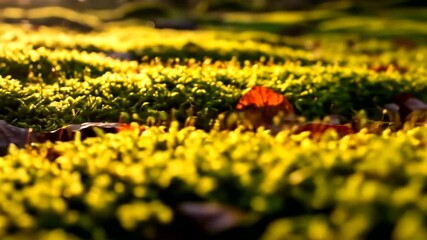 Lush green moss carpet with vibrant autumn leaves in a serene forest setting