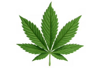 Cannabis sativa leaf on transparent background, showing green medical marijuana herbal plant for health and wellness