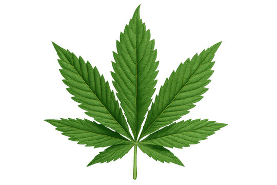 Cannabis sativa leaf on transparent background, showing green medical marijuana herbal plant for health and wellness