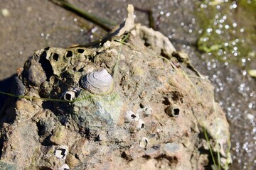 shells and barnacles on a rock