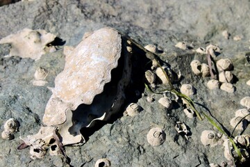 clam shell on the beach