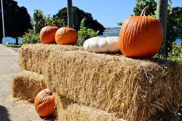 pumpkin on hay bale