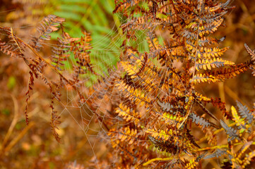 A dewy spider web clinging to a branch in the misty morning forest.