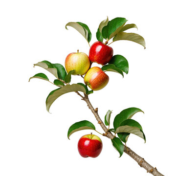 Red and yellow apples on a branch isolated on transparent background