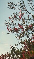 branches of a tree with red berries