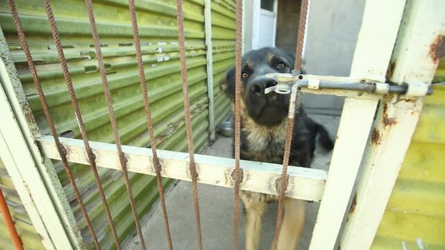 A Belgian Malinois or German Shepherd barks wildly, jumping against the wire fence of its outdoor kennel enclosure at a dog shelter or military training facility.