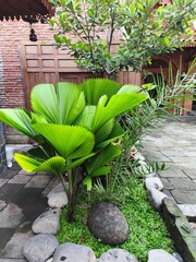 Lush Green Tropical Foliage garden 