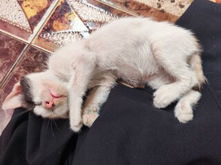 Cute White Kitten Sleeping Peacefully
