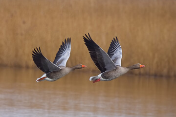 Two beautiful Greylag Geese flying in unison close to the surface of the lake in an RSPB nature reserve, with the bokeh background making them stand out.