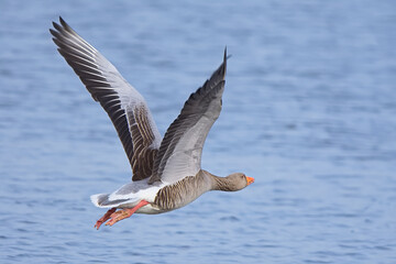 Beautiful Greylag Goose in flight over the lake of a nature reserve. It's powerful wings propel it forward, as it's bright orange bill and legs are highly visible.